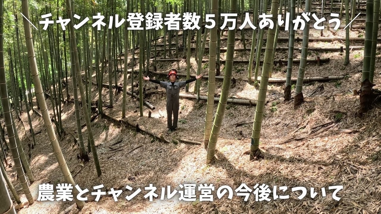 たけのこ初掘り 今年も沢山生えそうです - YouTube