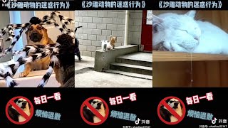 Tổng Hợp Meme Chó Mèo - Funny Cat Videos to Keep You Smiling by Hạt Bí Ngô Official 712 views 2 years ago 2 minutes, 41 seconds