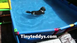 Watch as our swim pro Orcas dives underwater! Life with our retired dogs by our side, what a life! by Tiny Teddys - Teddy Bear Puppies 35 views 1 year ago 11 seconds