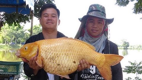 LÀM MỒI CÂU CÁ SÔNG | CHỈ 5