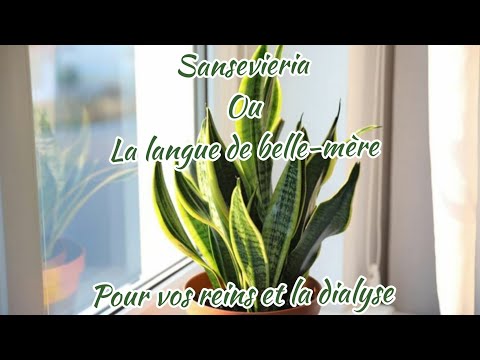 Vidéo: Mauvaises herbes de la langue de la belle-mère de Sansevieria : comment contrôler la plante de la langue de la belle-mère
