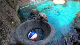 Clam Dunk: Sea Otter Juno Plays Basketball