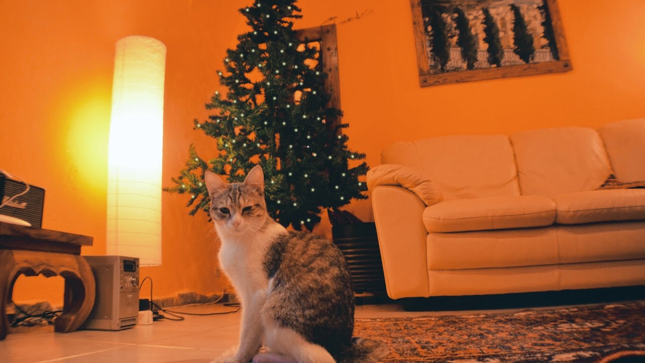 Albero Di Natale E Gatto Come Fare.Come Evitare Che Il Gatto Distrugga L Albero Di Natale Youtube