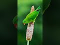 أصغر ببغاء أخضر في العالم يخطف الأنظار 4K #4knature