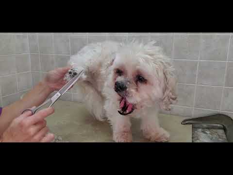 How to groom