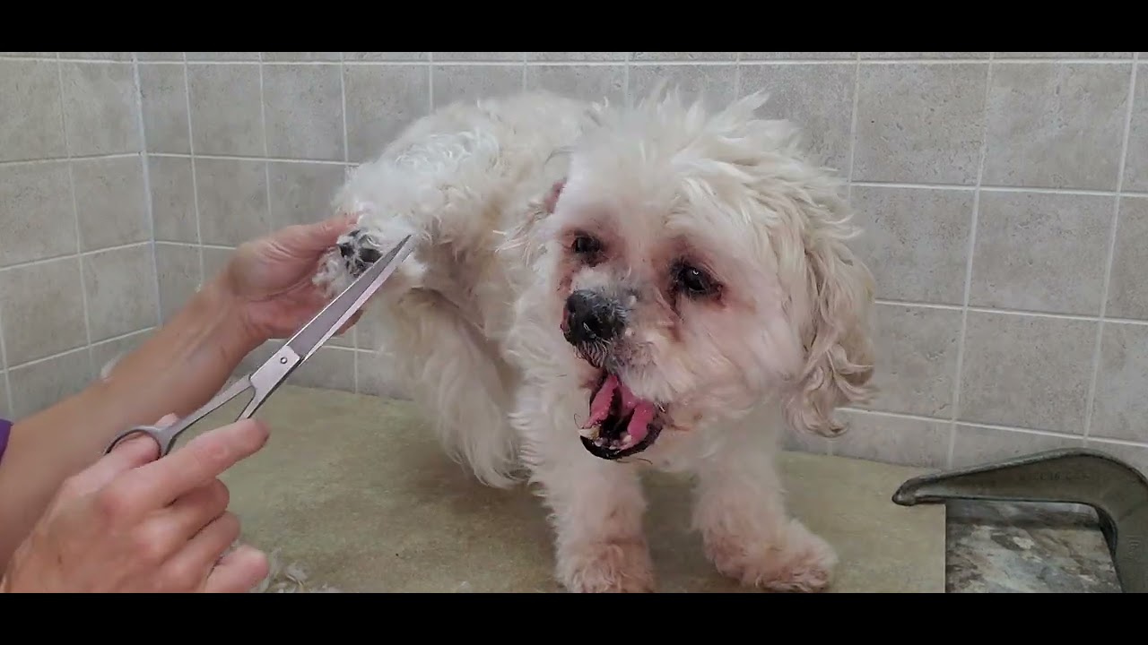 How to groom a dogs face , feet , ears, nails, overgrown face, ShihTzu
