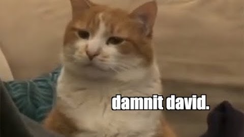 CAT MANIA