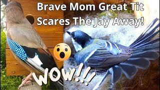 Wow!😮 What a Brave Mom! 👍❤️ Great Tit (Parus Major) Scares The Jay Away Twice!😍