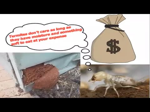 How to Recognise Common Termite Invasion - Titan Pest control Hervey Bay