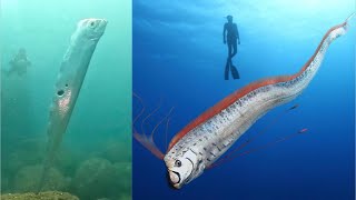 Oarfish sighting: Is it a sign of End Times?