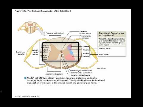 ch 13 white and gray matter organization in the spinal function of spinal cord
