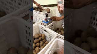 Super Fast Automatic Fruit Sorting Machine #viral #shorts #tools #machine