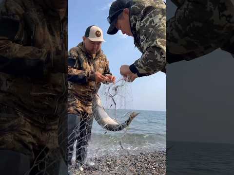 Salted sea fish and roe😋 / Посолили морскую рыбу и икру😋