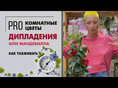 Мандевилла или Дипладения - как правильно | Цветущее комнатное растение. Давайте знакомиться.