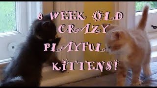 8 Week Old Kittens Pounce and Play Like Crazy! Rescued As Newborns!