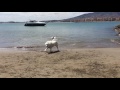 Perro en silla de ruedas bañandose en la playa