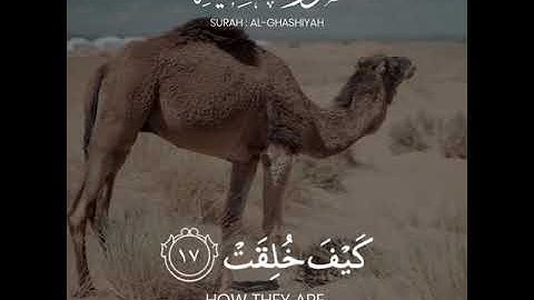 افلا ينظرون الى الابل كيف خلقت _ القارئ عبد الرحمن مسعد