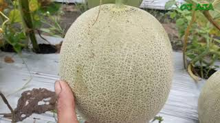 Download lagu Budi daya melon ERNI f1 yang luar biasa