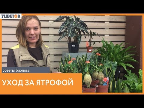 Видео: Как подрязвате растение Jatropha?