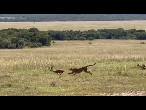 cheetah attack impala deer video