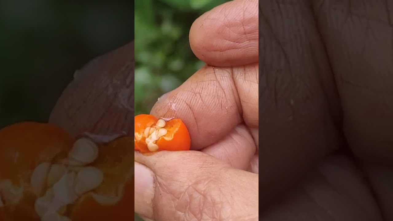 Solanum pseudocapsicum
