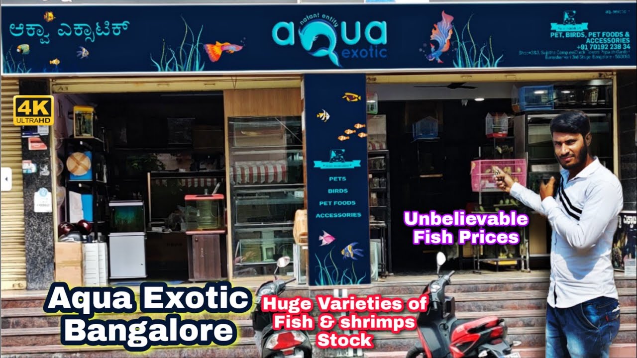 Aqua Exotic Aquariums fish Shop Full Tour More than 300+ Variety fish & 30 Varieties Shrimps stock