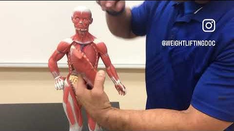 Muscle Anatomy Part 3: Chest, Back, & Abdomen