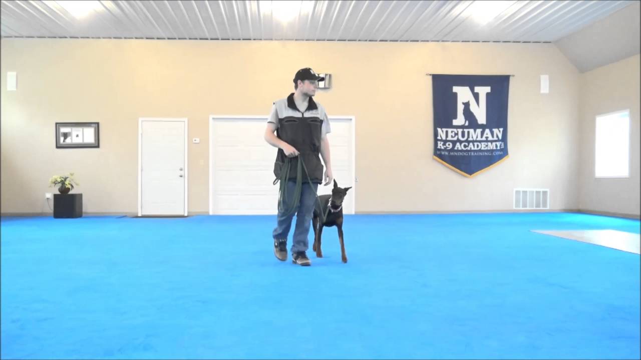 Daphny (Doberman Pinscher) Dog Boot Camp Demonstration