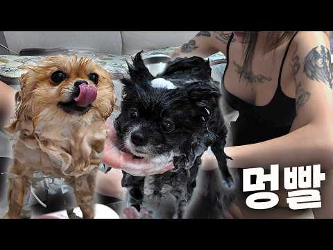 Washing a chubby puppy in the middle of winter ᐡ•͈ ·̭ •͈ᐡ