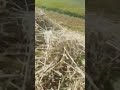 Село, природа) #fishing #рыбалка #carpfishing #карась #carp #рыба
