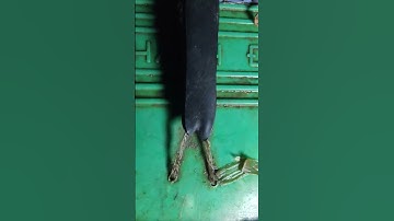 xiệt mùa nước vô mánh cá lóc cá trê ếch lươn