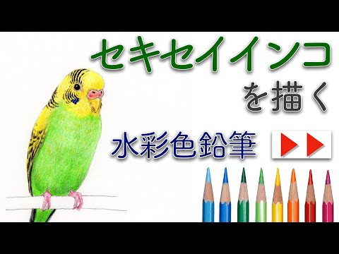 水彩色鉛筆 セキセイインコを描く Budgerigar Drawing With Watercolor Pencils Youtube