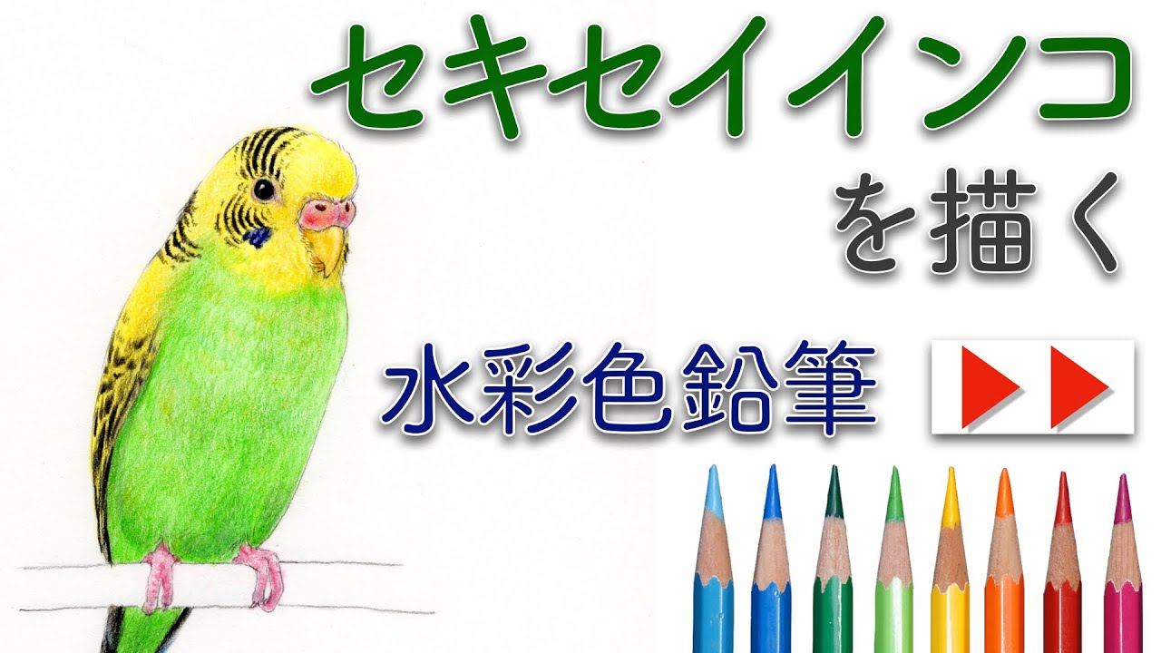 水彩色鉛筆 セキセイインコを描く Budgerigar Drawing With Watercolor Pencils Youtube