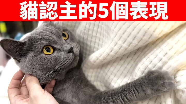 猫咪认主的5大表现！如果5种全中，不用怀疑，你已经是它主人了！【猫咪行为学EP36】 - 天天要闻