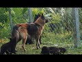 Black Belgian Shepherd(Groenendael) Puppies in Kerala