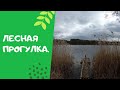 Лесная прогулка. Весна в лесу!