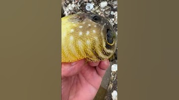 Puffer Fish Inflating in Hand || ViralHog
