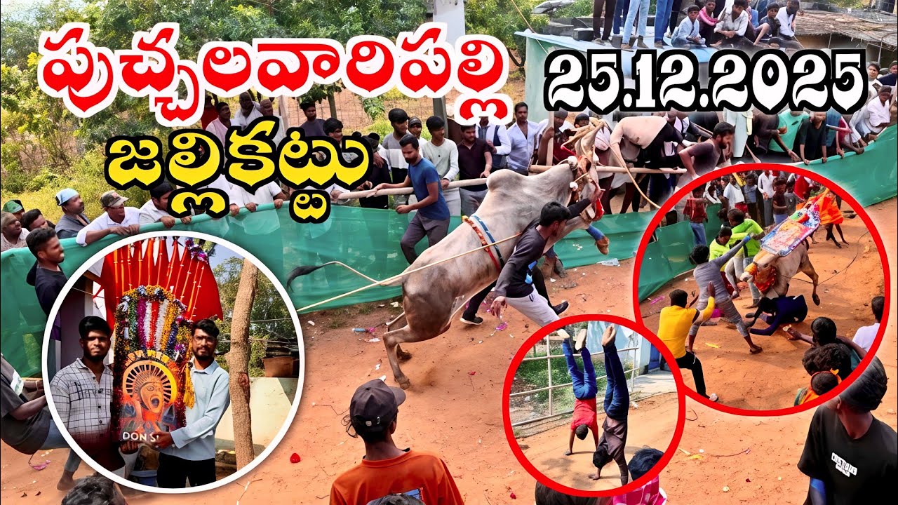 పుచ్చలవారిపల్లి జల్లికట్టు ...(Puchalavaripalli Jallikattu) 💥💥25.12.2025 🔥🔥🔥