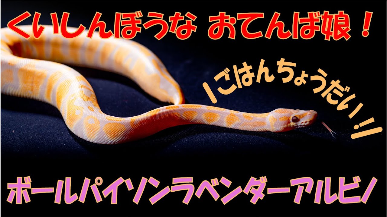 美しすぎるヘビ ボールパイソン ラベンダーアルビノ Ball Python Lavender Albino Het Piebald Youtube
