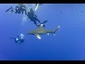 Safari Egypt 2018 - Big brother last week shark attack!