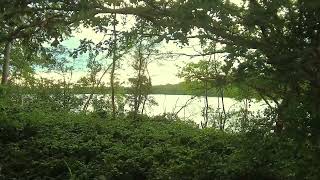 Hidden Beauty: Gazing at the Sea through the Trees
