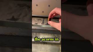 How to do the acorn-float test 🌰🌲  #acorn #garden #nature #forrest #fall #oaktree #shorts