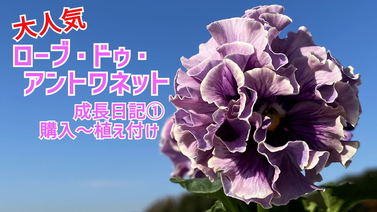 ◇ローブ・ドゥ・アントワネット成長日記①◇購入〜植え付け編 大人気