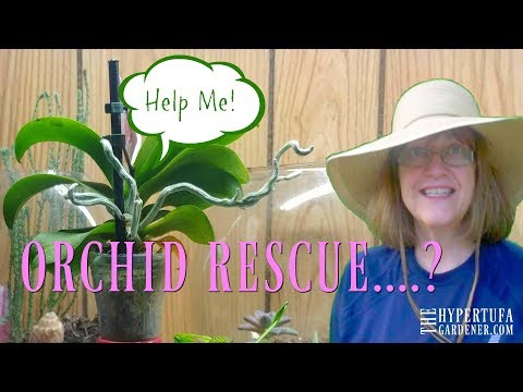 Orchid Flower Care for Beginners - My First Attempt at Rescue! 😁