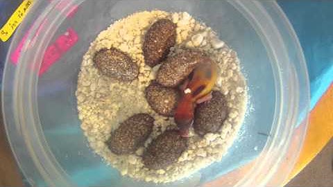 iHatch: Leopard Gecko Hatching Timelapse