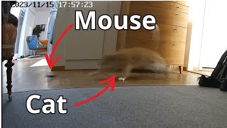 Mouse Mystery: The One That Got Away!