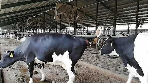 Dairy farm Cow pushing hard to poop