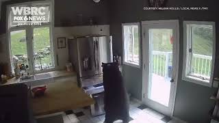 Caught on camera: bear breaks into fridge steals frozen food.