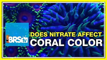 Do corals consume nitrates?