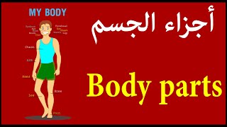 Body parts أجزاء الجسم
